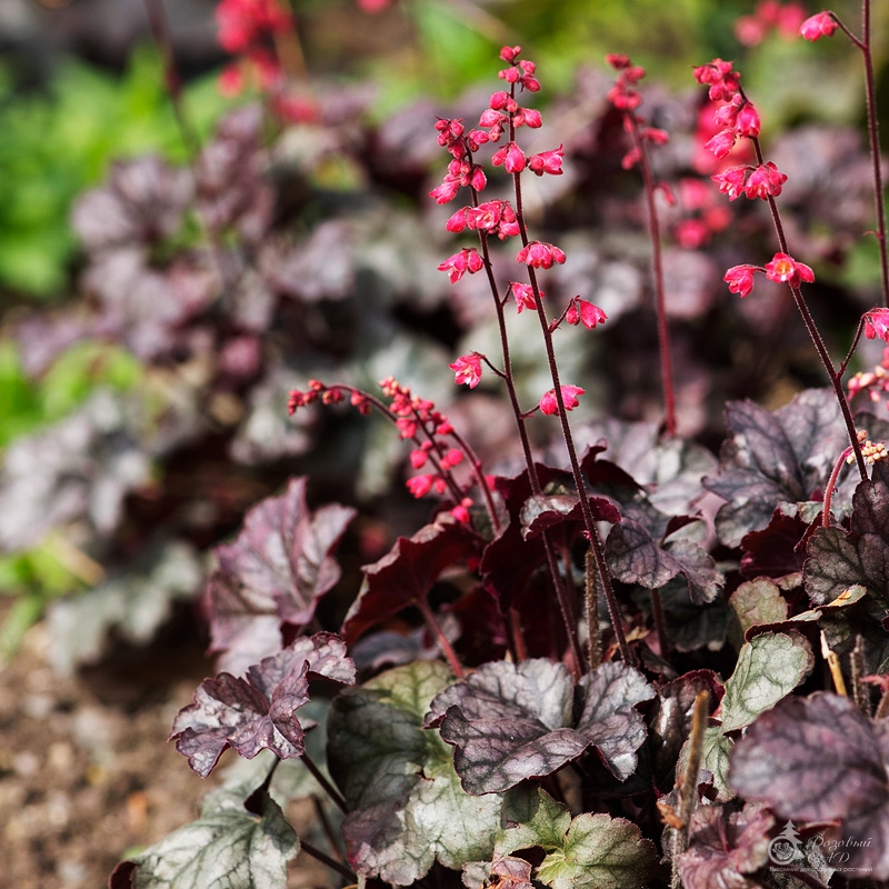 Гейхера Голливуд Heuchera Hollywood - продажа растений Краснодарский край, купить растения почтой