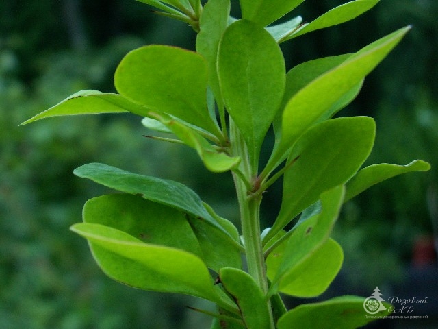 Барбарис Тунберга Смарагд (Berberis thunbergii Smaragd) – купить саженцы барбариса, купить саженцы декоративных растений, продажа саженцев барбариса