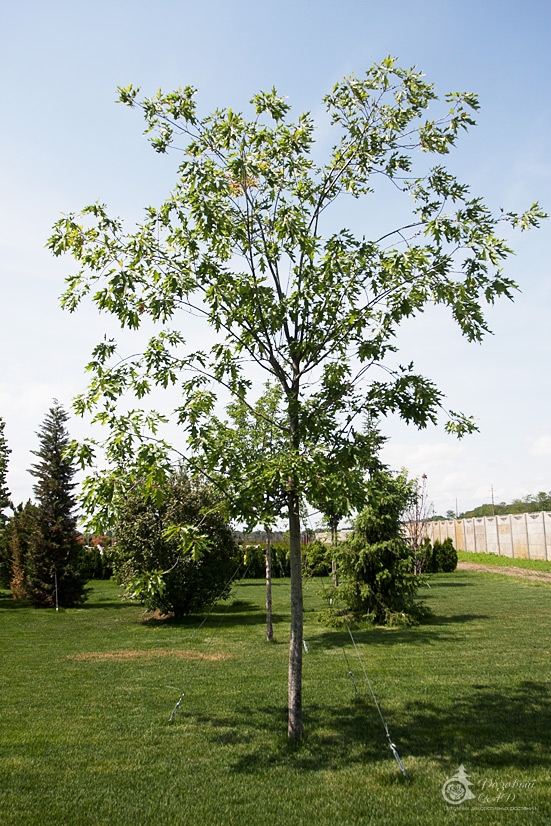   (Quercus rubra)   ,   ,   ,    