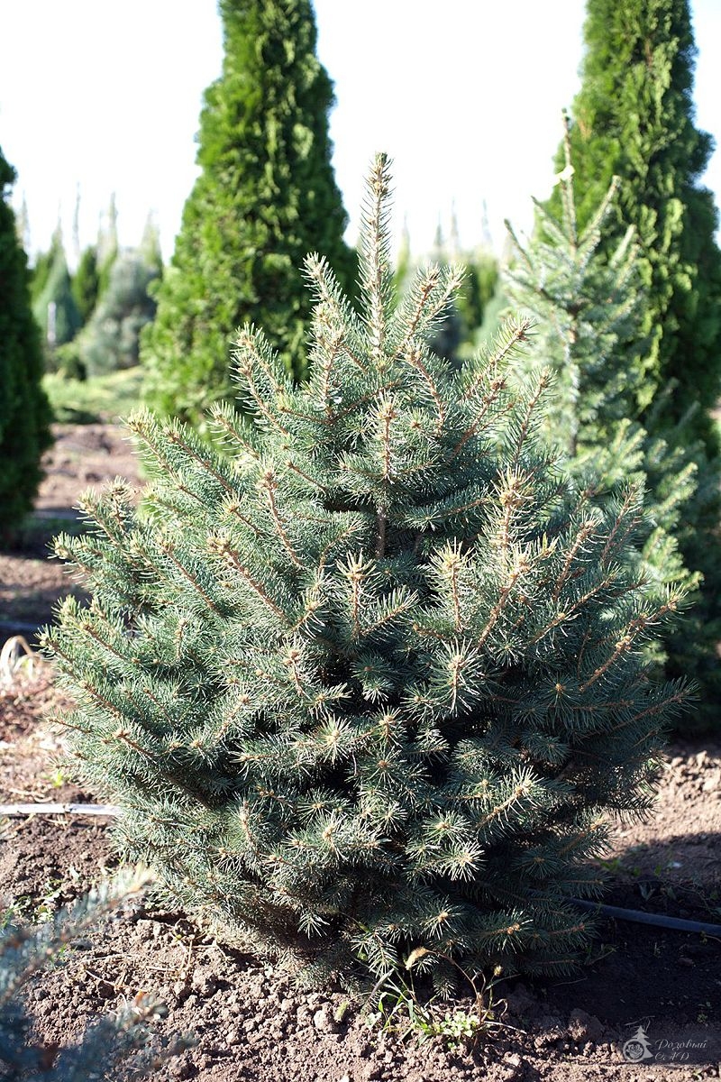 Ель колючая серебристая (Picea pungens f. Glauka) - ель колючая фото, купить ель колючую, продажа саженцев елей, продажа елей Краснодара