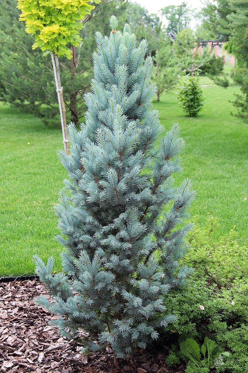     (Picea pungens Iseli Fastigiata)   ,     ,    ,   ,  