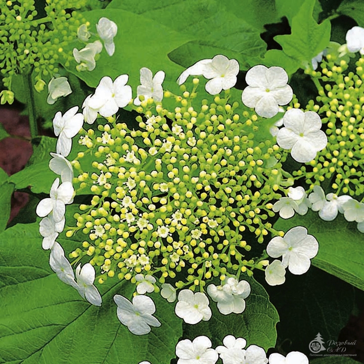 Калина обыкновенная Компактум (Viburnum opulus Compactum) – калина обыкновенная, купить саженцы калины Краснодар