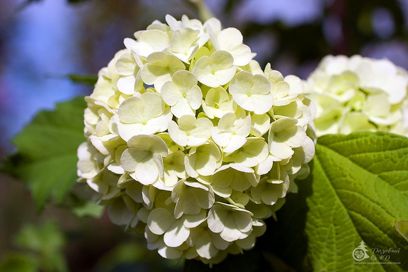 Калина обыкновенная Розеум Буль де Неж ( Viburnum opulus Roseum) – калина обыкновенная розеум, купить саженцы калины розеум Краснодар, продажа саженцев калины обыкновенной розеум Сочи