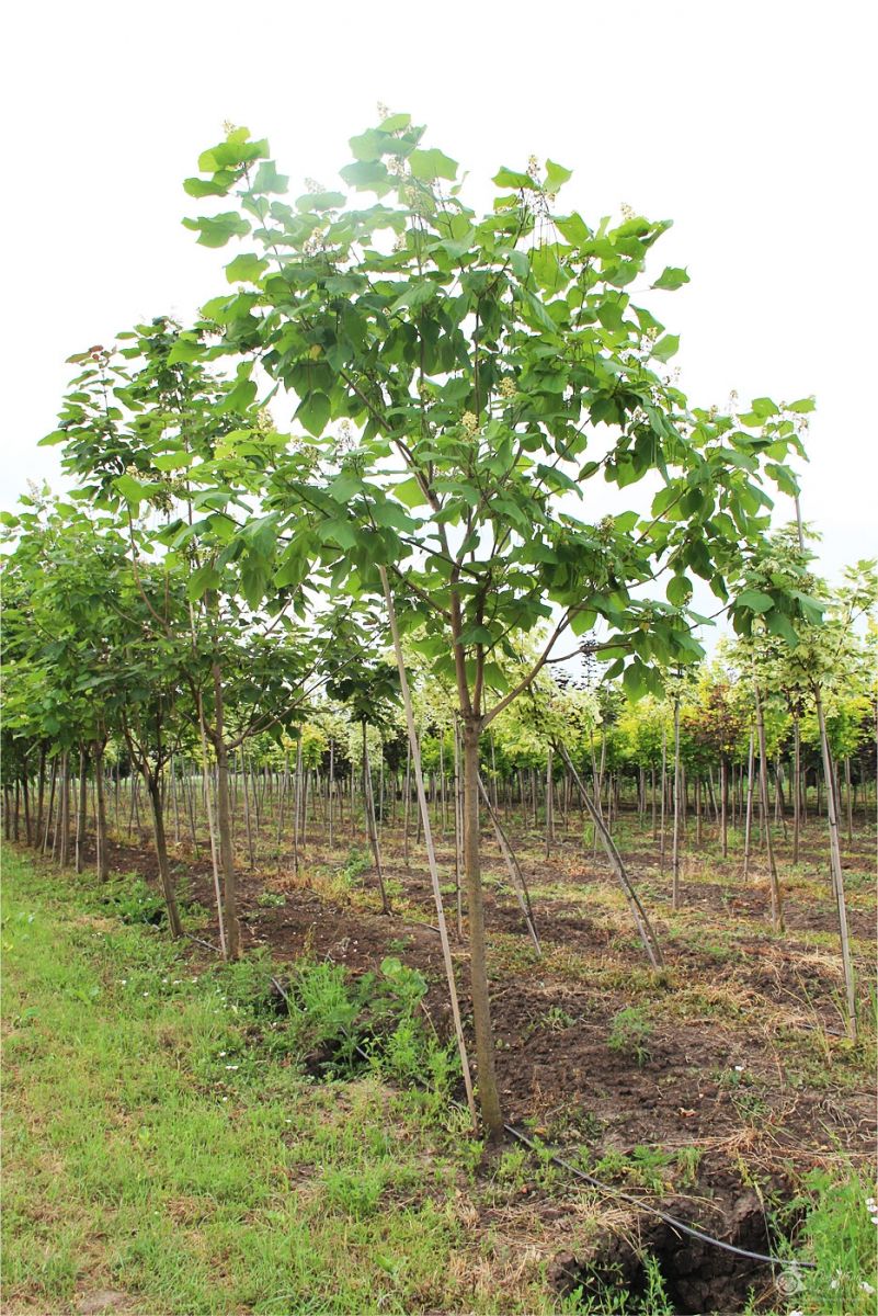   (Catalpa bignonioides)   ,   , 