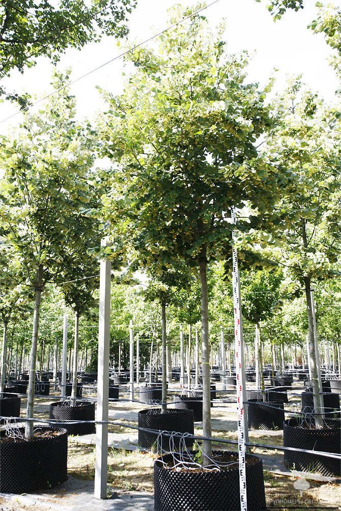    Tilia tomentosa Brabant     ,    ,     , , , , 