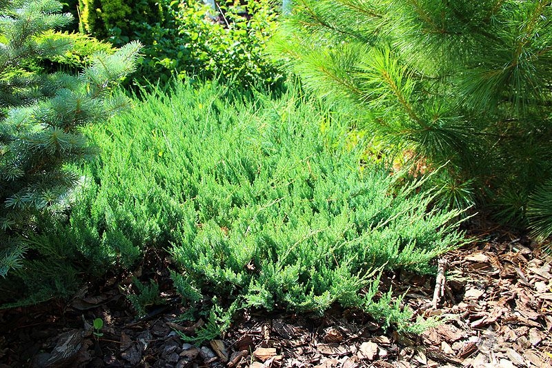     (Juniperus horisontalis Blue Chip)    ,     , , , , 