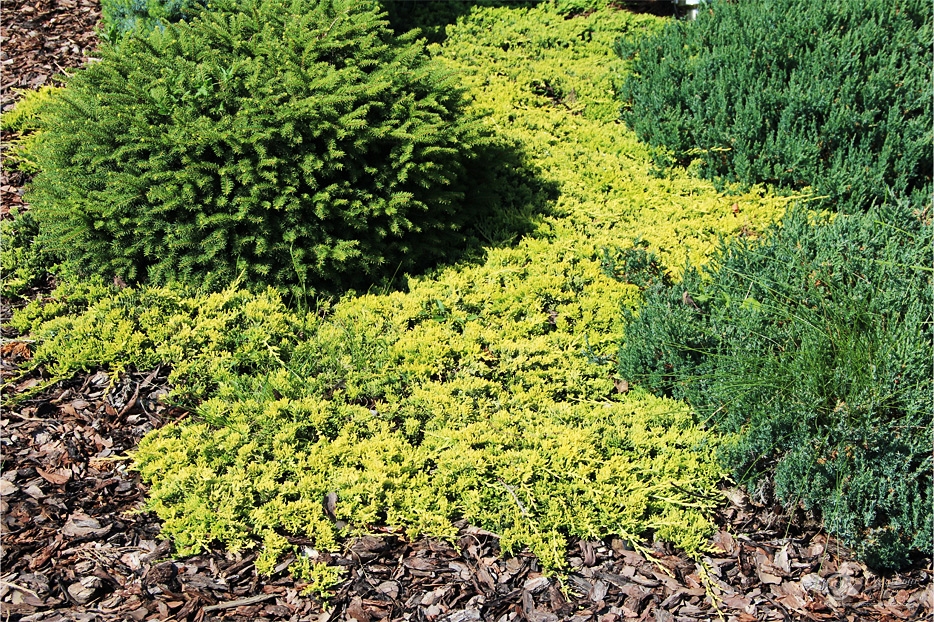     (Juniperus horizontalis Golden Carpet) -  ,    ,   