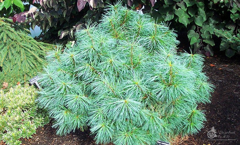    (Pinus wallichiana Nana)    ,    ,    