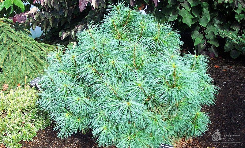 Сосна гималайская Нана (Pinus wallichiana Nana) – продажа саженцев сосны, купить сосну гималайскую недорого, купить саженцы гималайской сосны