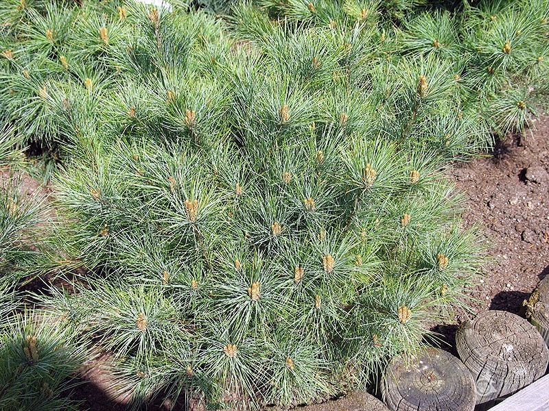 Сосна веймутова Минима (Pinus strobus Minima) – продажа саженцев сосны, купить сосну недорого, купить саженцы веймутовой сосны, сосна Минима, купить сосну крупномер Краснодар
