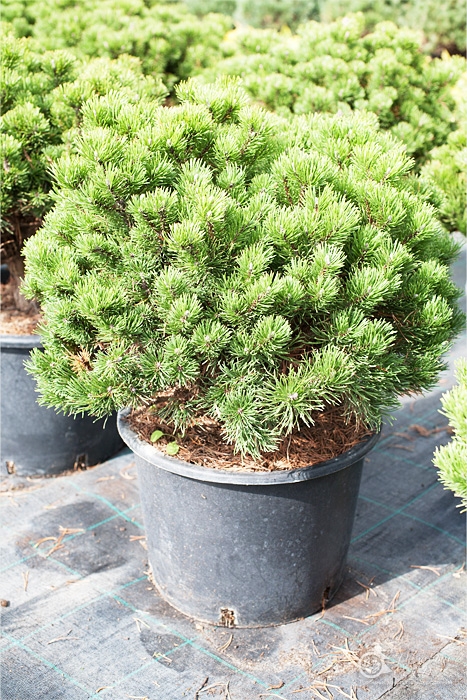 Дерево -  Сосна горная Мопс Pinus mugo (montana) Mops - продажа сосны, купить саженцы сосны, продажа саженцев сосны в Краснодарском крае, Краснодаре, СПБ, Москве