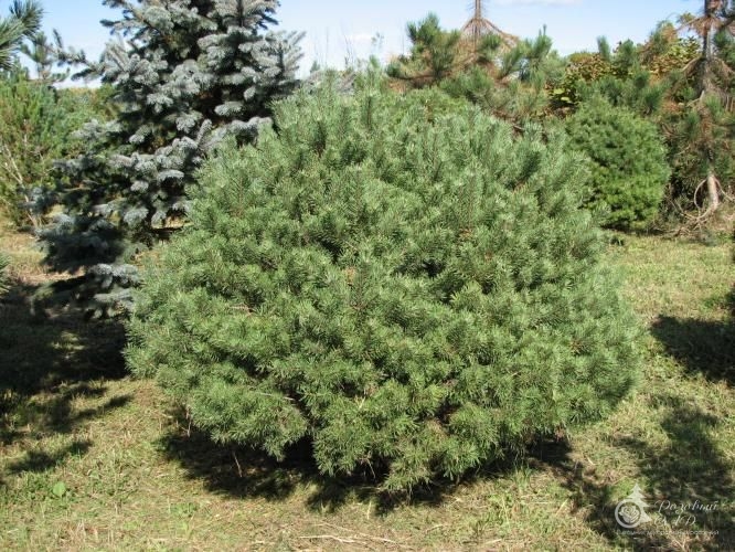  -      Pinus sylvestris Beauvronensis -    ,      ,    , , , 