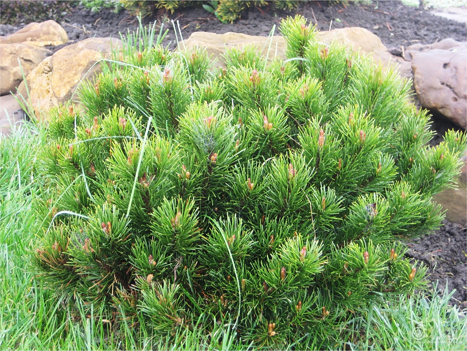 Сосна горная Пумилио (Pinus mugo (montana) var.Pumilio) - сосна горная пумилио, сосна горная пумилио фото, горная сосна пумилио посадка, продажа саженцев сосны