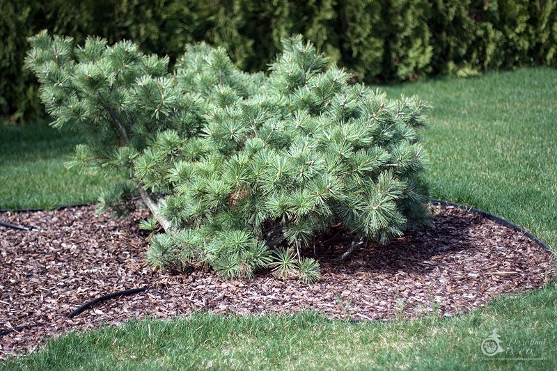 Сосна веймутова Макопин (Pinus strobus Macopi) – продажа сосны, купить саженцы сосны в Краснодаре