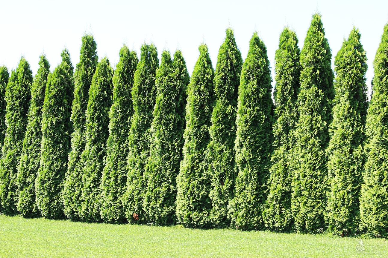    (Thuja occidentalis Smaragd)   ,   ,   ,  ,   