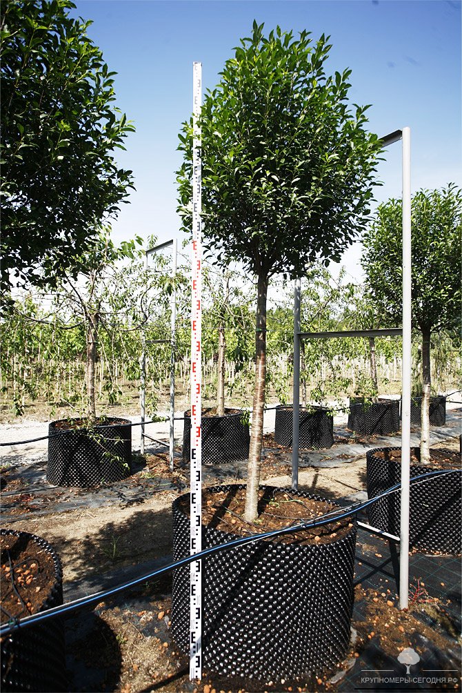 Вишня кустарниковая Умбракулифера Prunus cerasus Umbraculifera – продажа вишни кустарниковой, взрослая вишня умбракулифера, крупномеры вишни, посадка вишни кустарниковой в Москве, Краснодаре, СПБ и Сочи
