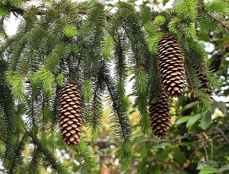 Ель обыкновенная (европейская) Picea abies- ель обыкновенная фото, купить ель европейская, продажа саженцев елей европейских