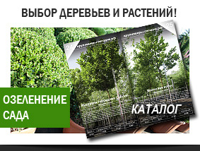 Выбор декоративных растений, продажа деревьев, большие выросшие растения,  в Краснодаре, Ростове, Ставрополе, крупномеры